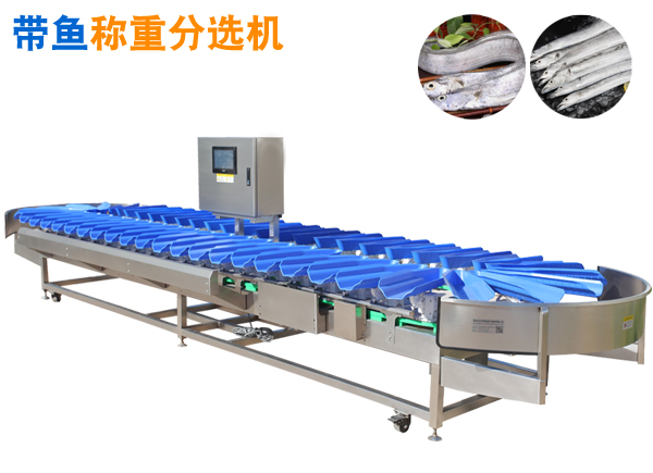 帶魚重量分選機