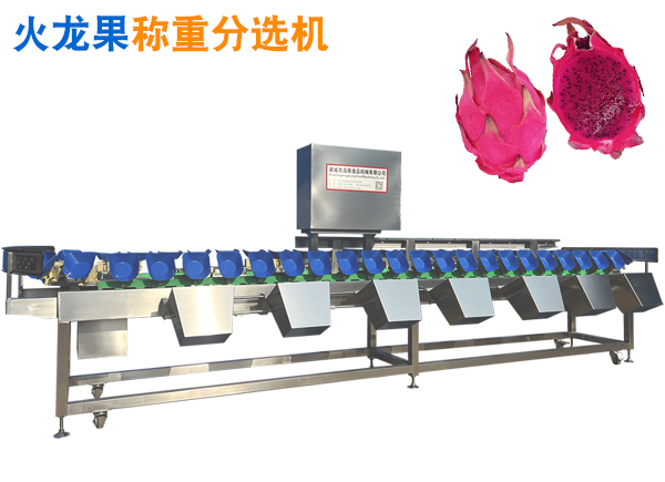 火龍果重量分選機 水果自動選果機 托盤式水果分選機